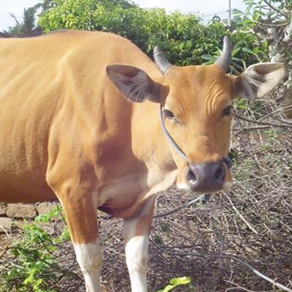 harga sapi kurban - jual sapi kurban - harga sapi qurban 2024