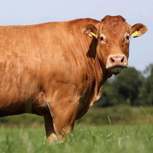 harga sapi qurban - jual sapi qurban - harga sapi kurban 2024