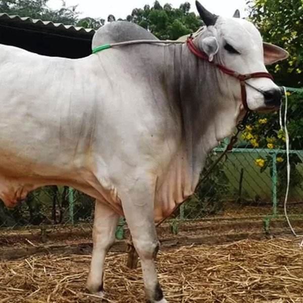 jual sapi kurban - harga sapi kurban - harga hewan qurban 2024