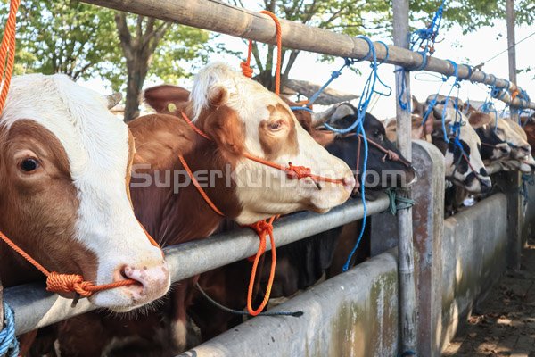 harga jual sapi kurban depok bekasi jakarta bogor 2024