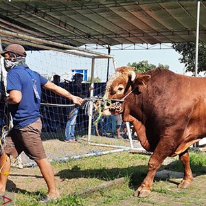 harga sapi limosin bali jakarta depok bogor 2024