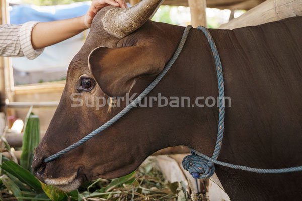 harga sapi qurban 2024 - harga kambing qurban 2024