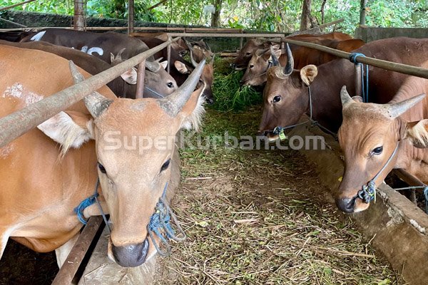 jual sapi kurban depok bekasi jakarta bogor 2024