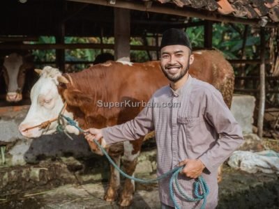 sapi qurban 2024 1 - i24fj2 - harga sapi kurban
