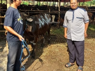 sapi qurban 2024 10 - i24fj2 - harga sapi kurban