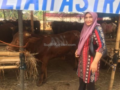 sapi qurban 2024 11 - i24fj2 - harga sapi kurban