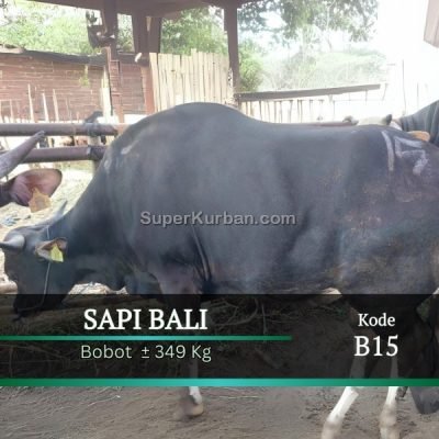 sapi qurban 2024 18 - i24fj - harga sapi kurban bekasi