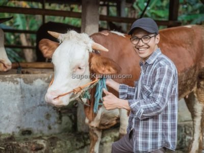 sapi qurban 2024 2 - i24fj2 - harga sapi kurban