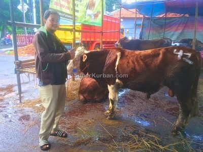 sapi qurban 2024 3 - i24fj2 - harga sapi kurban