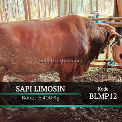 sapi qurban 2024 32 - i24fj - harga sapi kurban tangerang