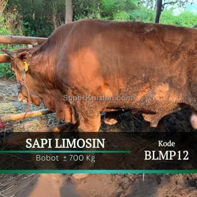 sapi qurban 2024 37 - i24fj - harga hewan kurban jakarta