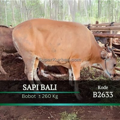 sapi qurban 2024 4 - i24fj - harga sapi kurban jakarta