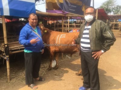 sapi qurban 2024 4 - i24fj2 - harga sapi kurban