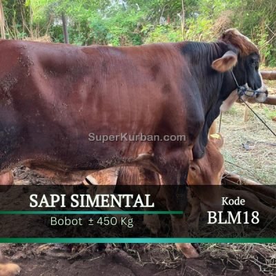 sapi qurban 2024 45 - i24fj - harga hewan kurban bekasi
