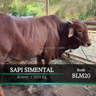 sapi qurban 2024 46 - i24fj - jual sapi kurban jakarta
