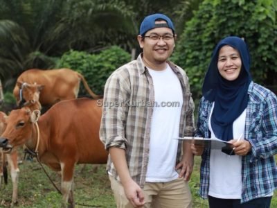 sapi qurban 2024 5 - i24fj2 - harga sapi kurban