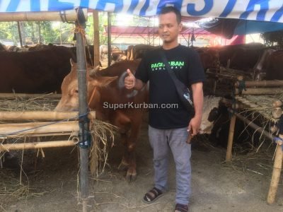 sapi qurban 2024 6 - i24fj2 - harga sapi kurban