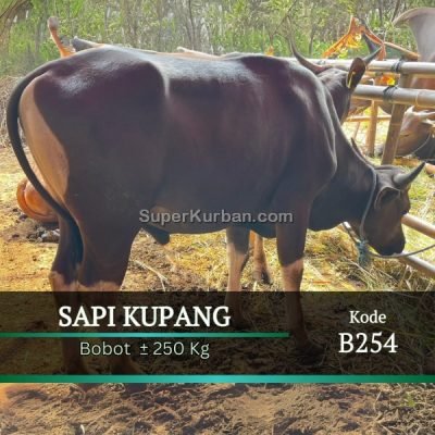 sapi qurban 2024 66 - i24fj - harga sapi kurban bogor