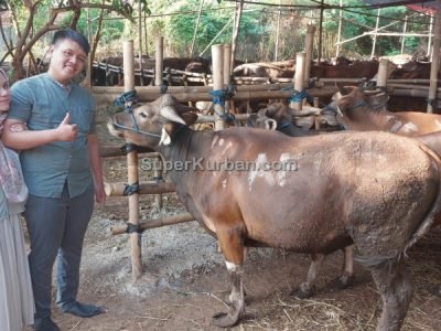 sapi qurban 2024 7 - i24fj2 - harga sapi kurban