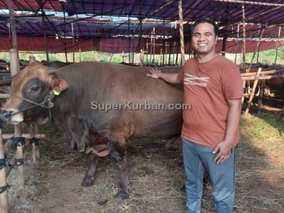 sapi qurban 2024 8 - i24fj2 - harga sapi kurban