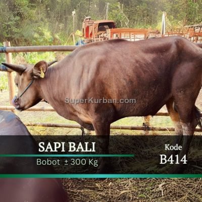 sapi qurban 2024 9 - i24fj - harga sapi kurban depok