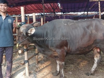 sapi qurban 2024 9 - i24fj2 - harga sapi kurban